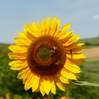 Hochsommer ist's