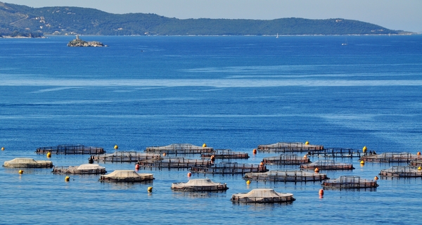 Schalentier-"Farm" / Ksamil / Albanien