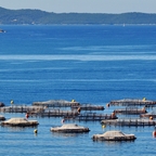 Schalentier-"Farm" / Ksamil / Albanien