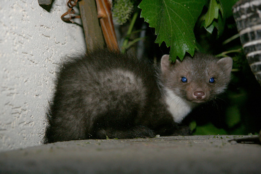 blue eyes