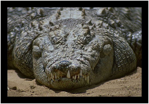 Nilkrokodil