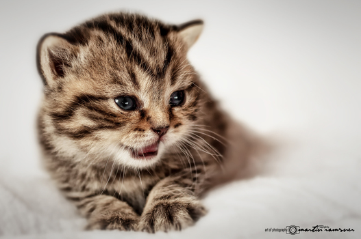 Cat wisdom | Katzen Weisheit