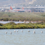 Airport Flamingos