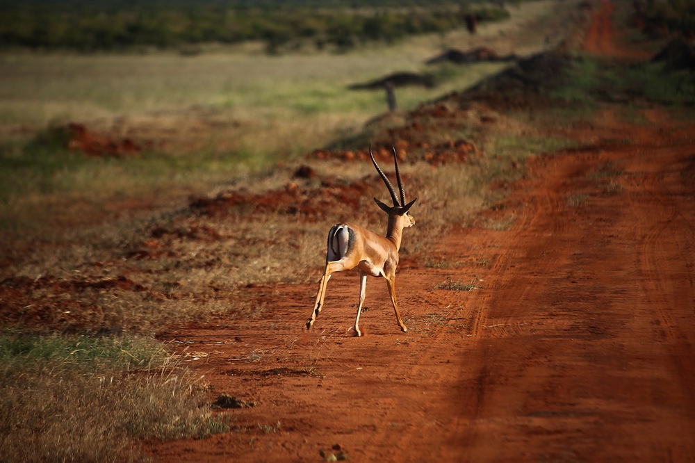 Antilope im Tsavo East