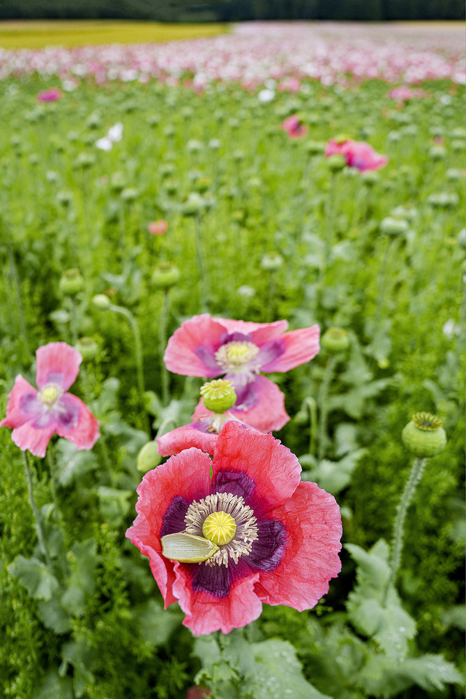 Mohnfeld in Armschlag