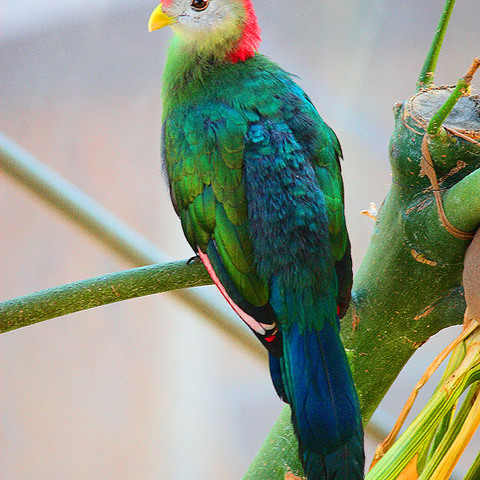 Vogel