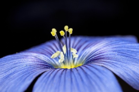 Blume