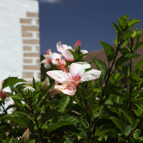 Blüte auf Fuerteventura
