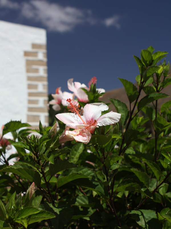Blüte auf Fuerteventura