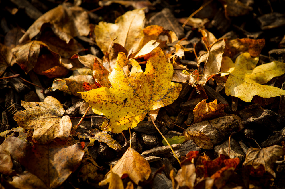 Herbst I