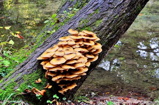 Stockschwämmchen