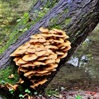 Stockschwämmchen