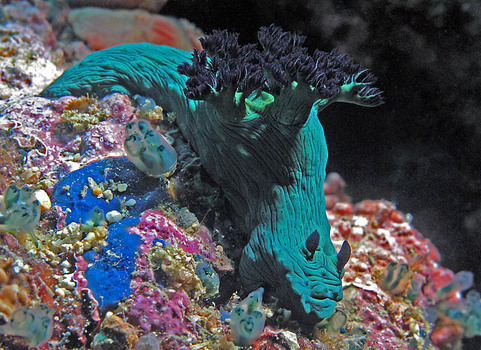 Nembrotha milleri
