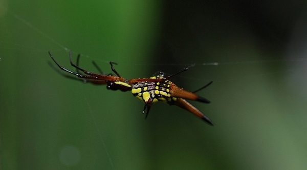 Micrathena