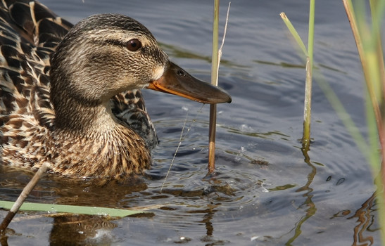 Ente beim "Stöbern" nach Futter