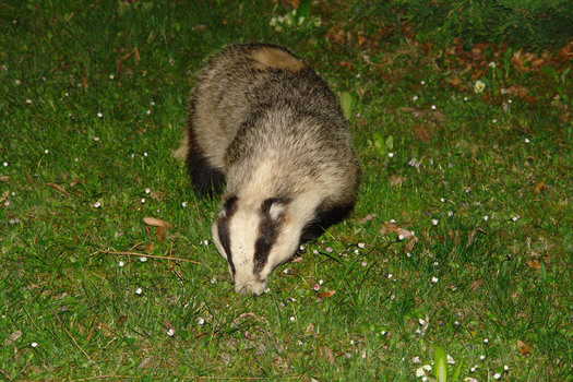 Nächtlicher Besuch im Garten