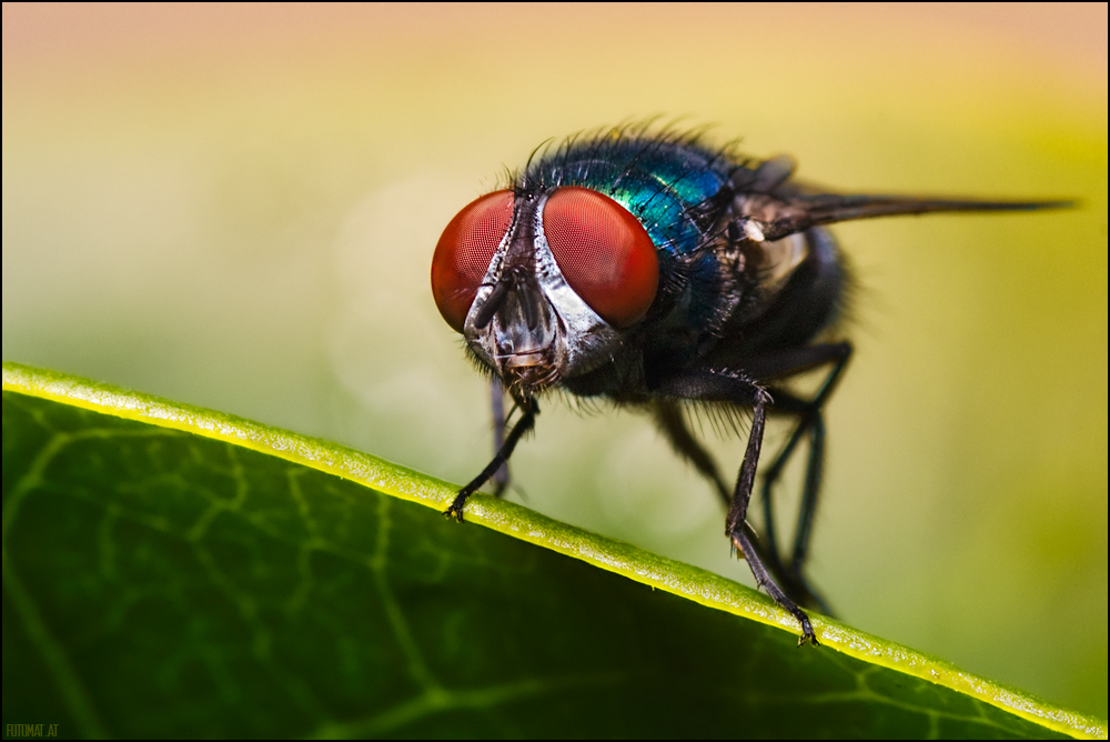 Tricolore
