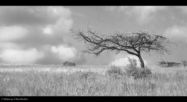 Baum in Afrika
