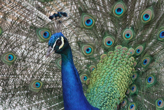 Der stolze Pfau