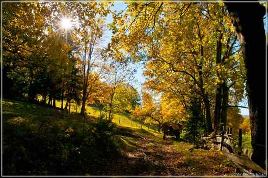 goldener Herbst