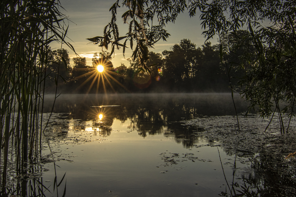 Sonnenaufgang am Teich