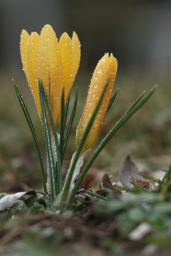 Der Frühling schickt seine Boten