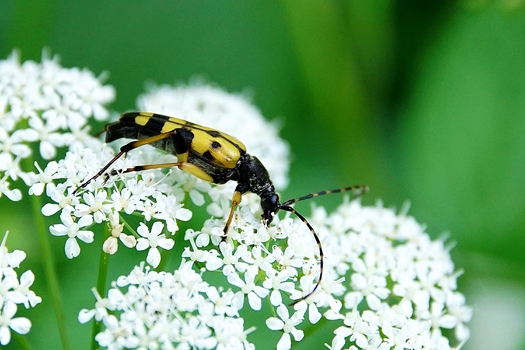 Ein Schmalbock