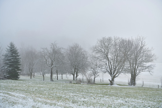Nebel im Garten
