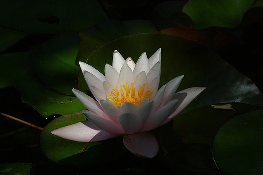 ... seerose ...