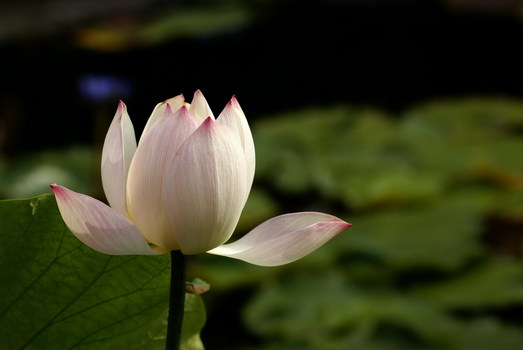 Natur pur