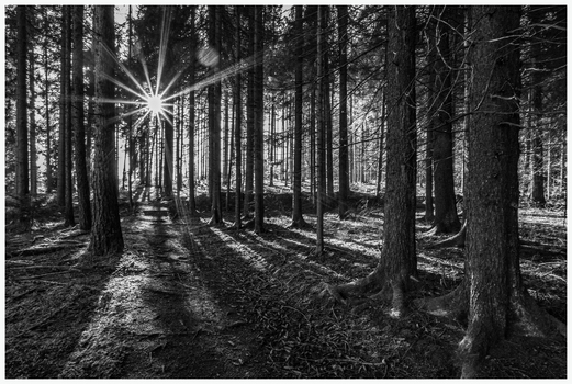 Herbstlicht