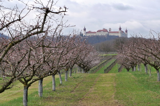 Marillenblüte bei Göttweig II