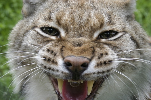 Luchs