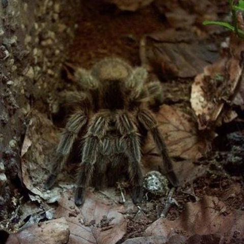 Vogelspinne im Wald