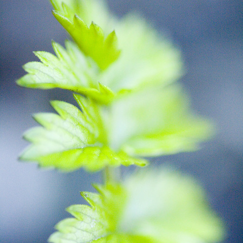 Farbenfroh