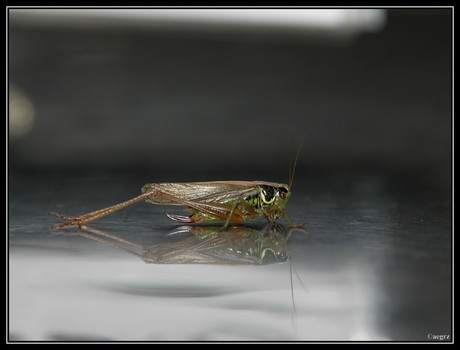 Flip
