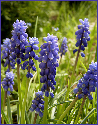 ~violet flowers~