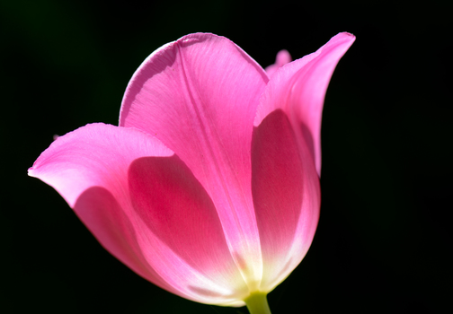 Tulpe