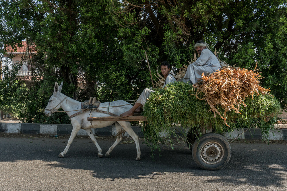 Günstiges Transportmittel in Ägypten