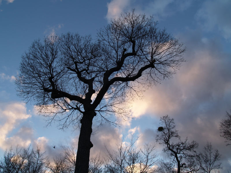 Baum in der Dämmerung
