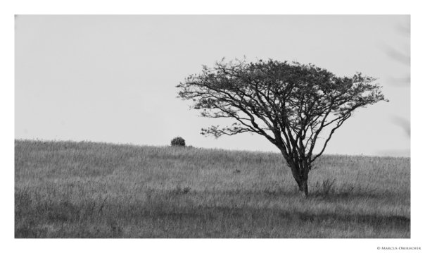 Afrika #15 - Landschaft SW
