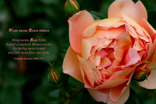 duftende Rose