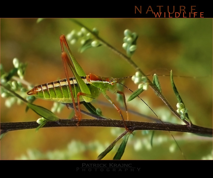 Colors of Nature