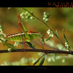Colors of Nature