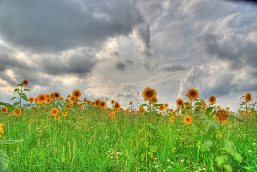 Sonnenblumenfeld