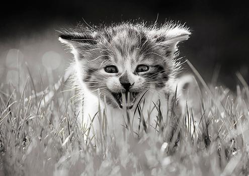 Miau