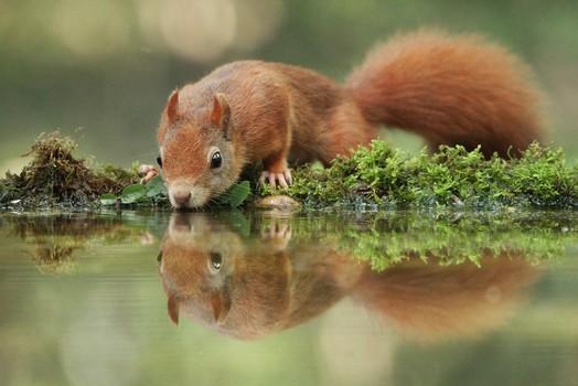 Durstiges Hörnchen
