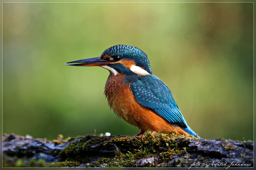 Eisvogel