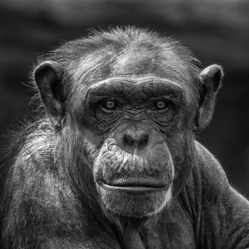 Affe im Zoo