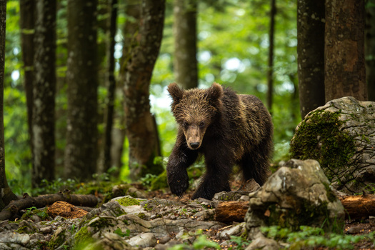 Braunbär